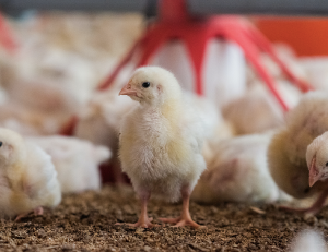 Tavuk Yetiştiriciliği